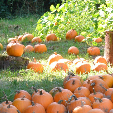 Kürbismarkt Sonntag 29.09.24 10 Uhr bis Ende
